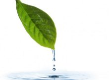 Conoce la diferencia entre life, live y leaf en inglés